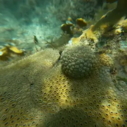 White Encrusting Zoanthid, photo 10