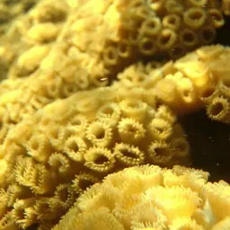 White Encrusting Zoanthid, photo 11