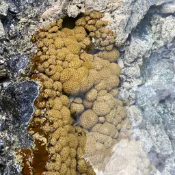 White Encrusting Zoanthid, photo 12