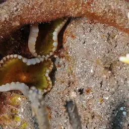 Sun Zoanthid