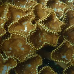 Sun Zoanthid, photo 2