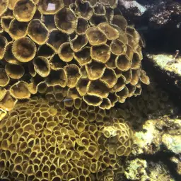 Sun Zoanthid, photo 3