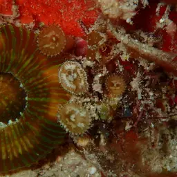 Sun Zoanthid, photo 4
