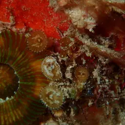 Sun Zoanthid, photo 5