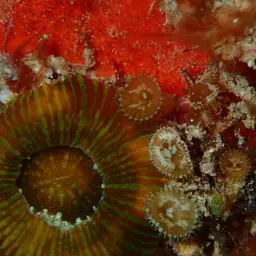 Sun Zoanthid, photo 6