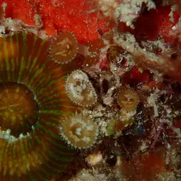Sun Zoanthid, photo 7