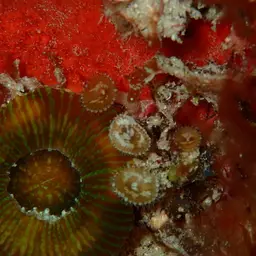 Sun Zoanthid, photo 8