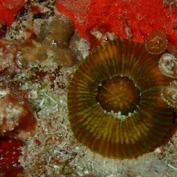 Sun Zoanthid, photo 9