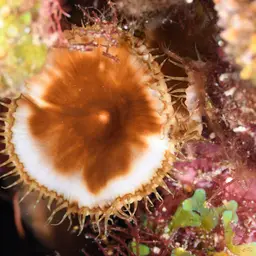 Sun Zoanthid, photo 10