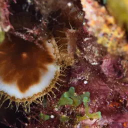 Sun Zoanthid, photo 11
