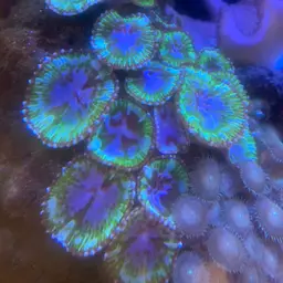 Sun Zoanthid, photo 12