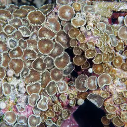 Sunray Zoanthid