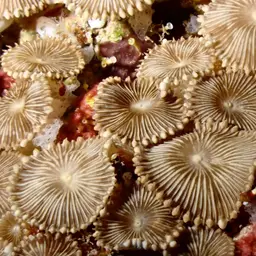 Sunray Zoanthid, photo 2