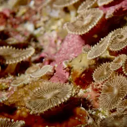 Sunray Zoanthid, photo 3
