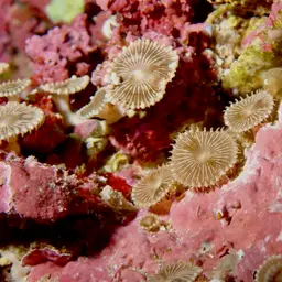 Sunray Zoanthid, photo 4