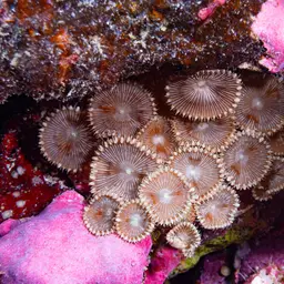 Sunray Zoanthid, photo 5
