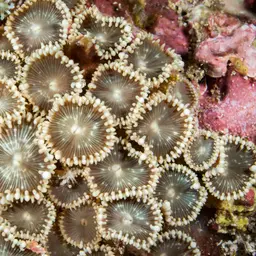 Sunray Zoanthid, photo 6