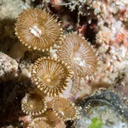 Sunray Zoanthid, photo 7