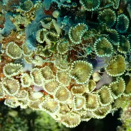 Sunray Zoanthid, photo 8