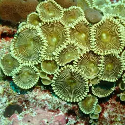 Sunray Zoanthid, photo 9