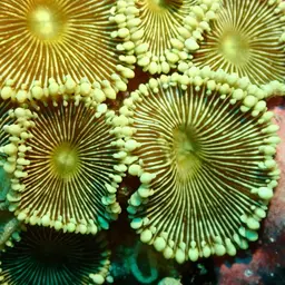 Sunray Zoanthid, photo 10
