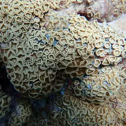Sunray Zoanthid, photo 11
