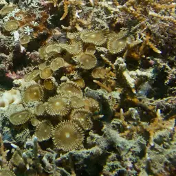 Sunray Zoanthid, photo 12