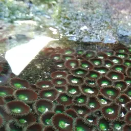 Green Button Polyp