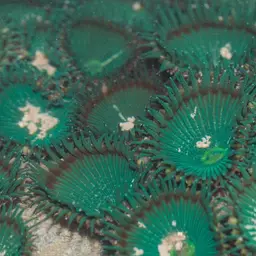 Green Button Polyp, photo 2