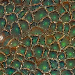 Green Button Polyp, photo 3