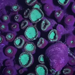 Green Button Polyp, photo 4