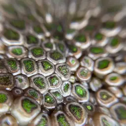 Green Button Polyp, photo 6