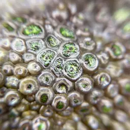 Green Button Polyp, photo 7