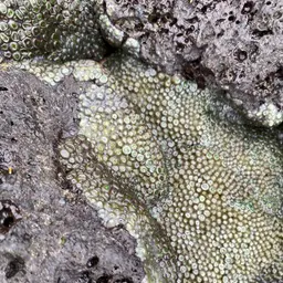 Green Button Polyp, photo 8