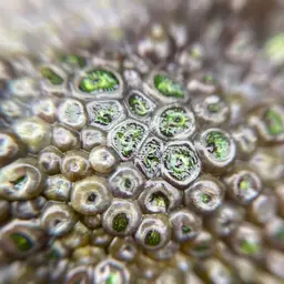 Green Button Polyp, photo 9