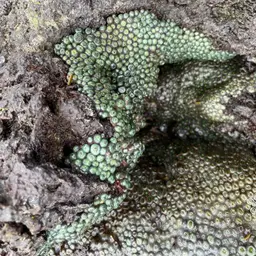 Green Button Polyp, photo 10