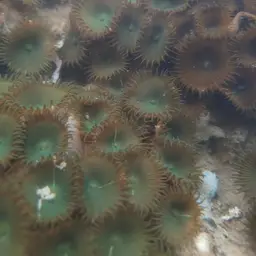 Green Button Polyp, photo 12