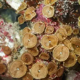 Seaweed Of Death From Hana, photo 3