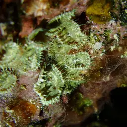 Seaweed Of Death From Hana, photo 4