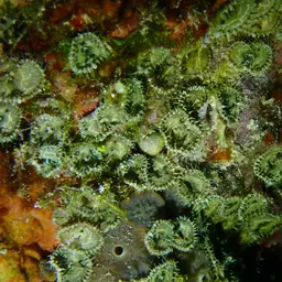 Seaweed Of Death From Hana, photo 5