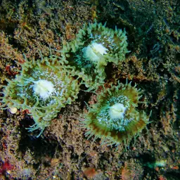 Seaweed Of Death From Hana, photo 6