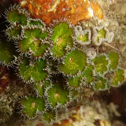 Seaweed Of Death From Hana, photo 7
