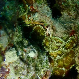 Seaweed Of Death From Hana, photo 8