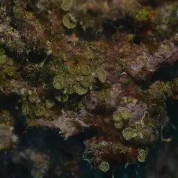 Seaweed Of Death From Hana, photo 9