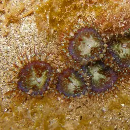 Seaweed Of Death From Hana, photo 10