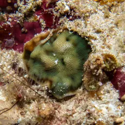 Seaweed Of Death From Hana, photo 11