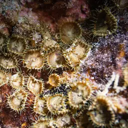 Seaweed Of Death From Hana, photo 12