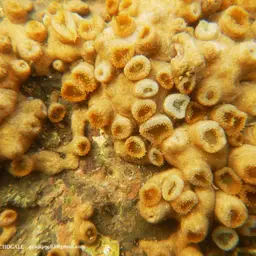 Grey Colonial Zoanthid