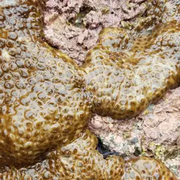 Grey Colonial Zoanthid, photo 2