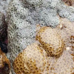 Grey Colonial Zoanthid, photo 3